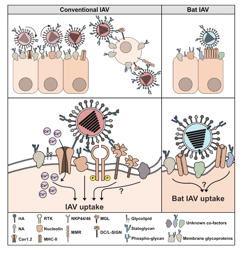 UZH - Institute of Medical Virology - Entry Factors in Zoonotic Infections